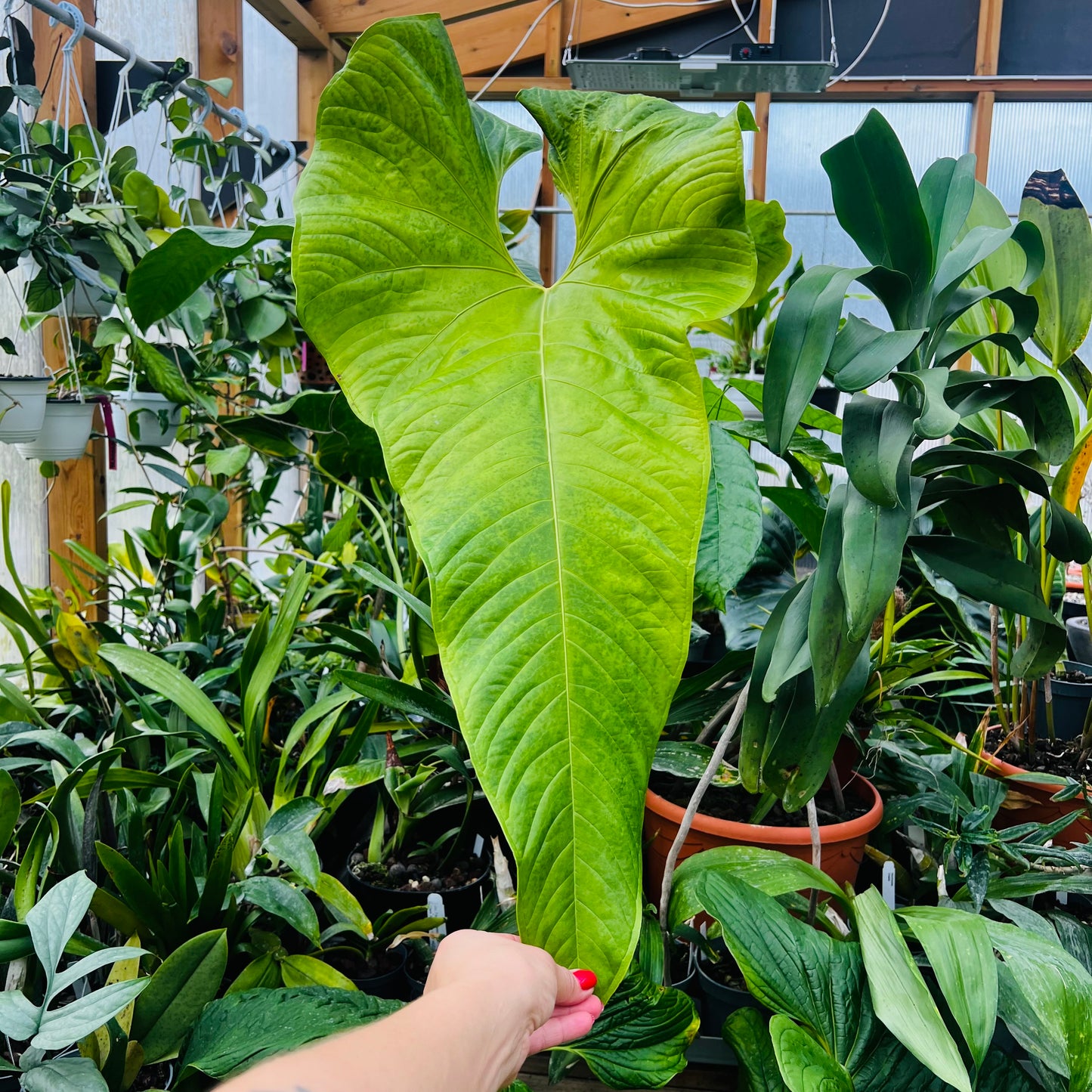 Anthurium insigne gigante, 22 cm potte