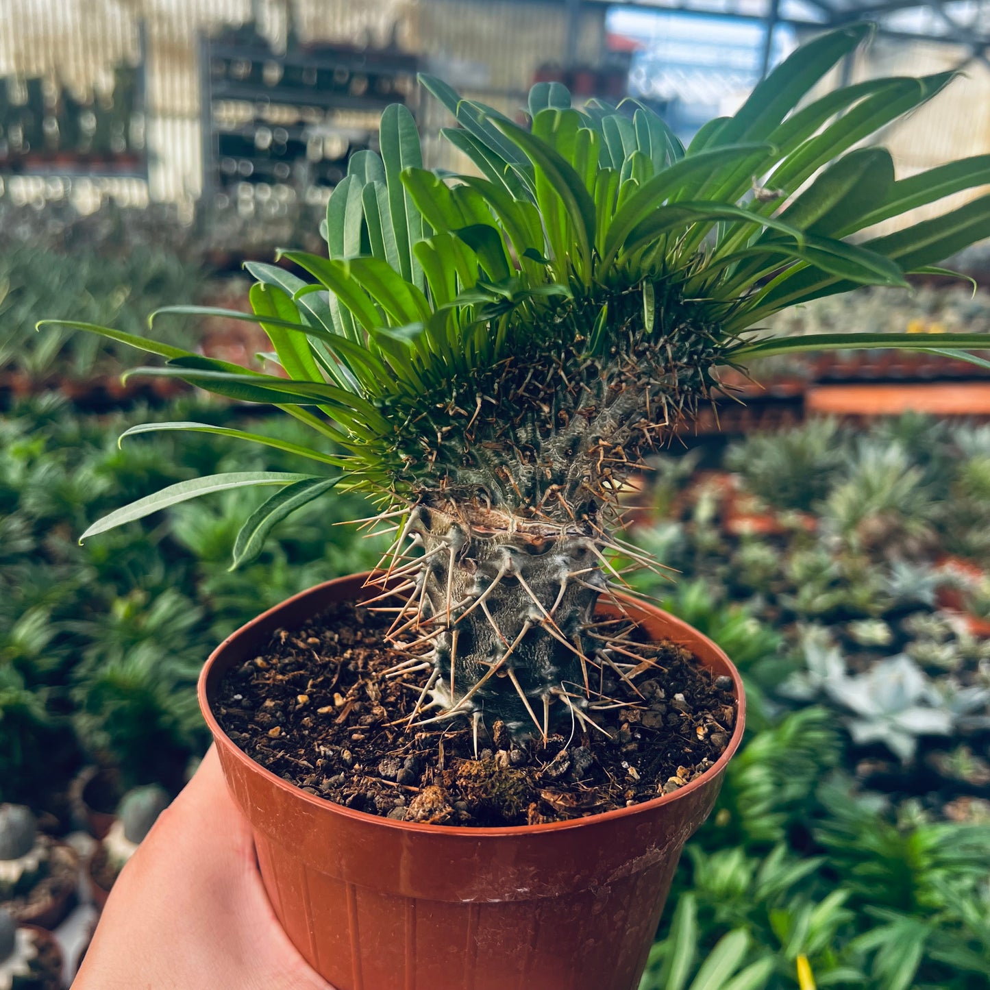 Pachypodium lamerei f.cristata, 12 cm potte