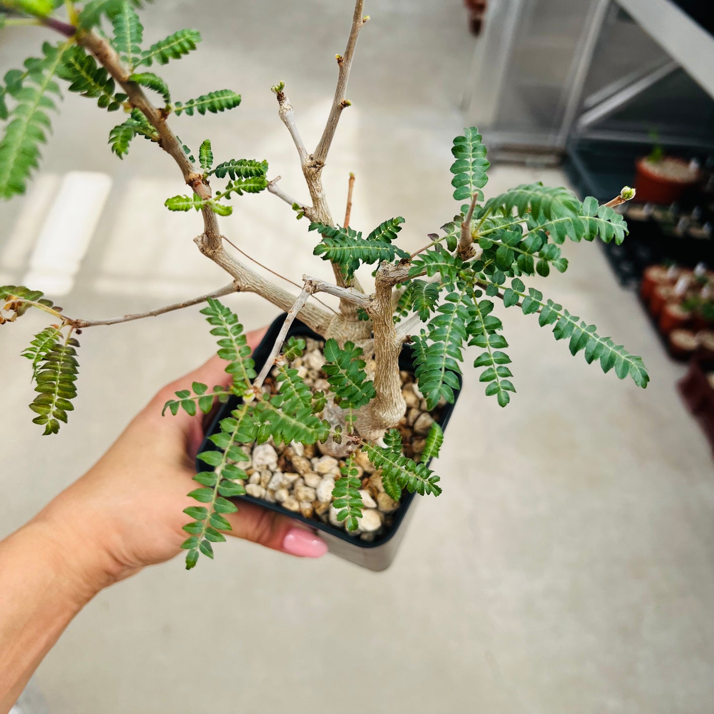 Boswellia neglecta, barroted plante