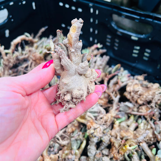 Adromischus sp., barroted plante