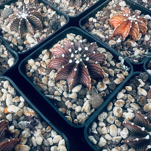 Gymnocalycium mihanovicii f.fluminalis, 7 cm potte