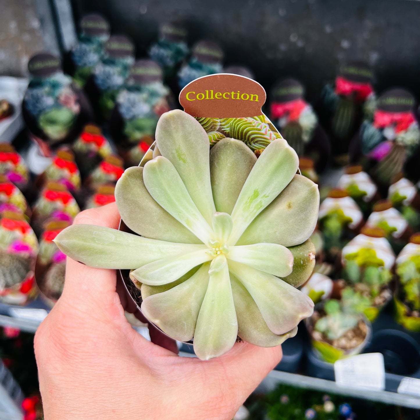 Echeveria Nichi, 6 cm potte