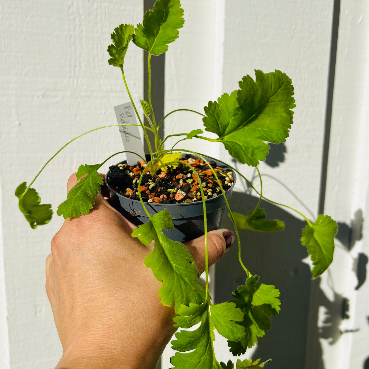 Pelargonium sidoides