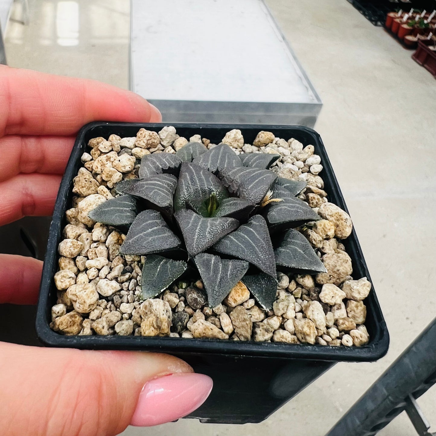 Haworthia bayeri, barroted plante