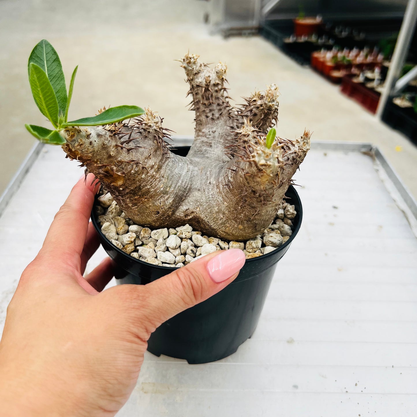 Pachypodium densiflorum, barroted plante