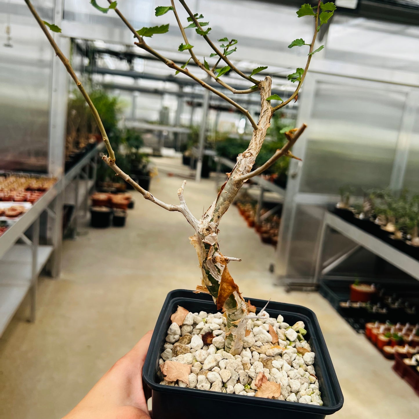 Commiphora wigtii, barroted plante