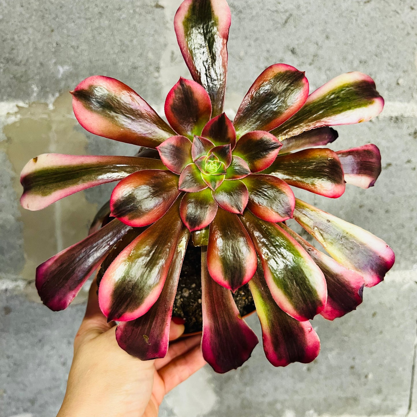 Aeonium Medusa, 15 cm potte