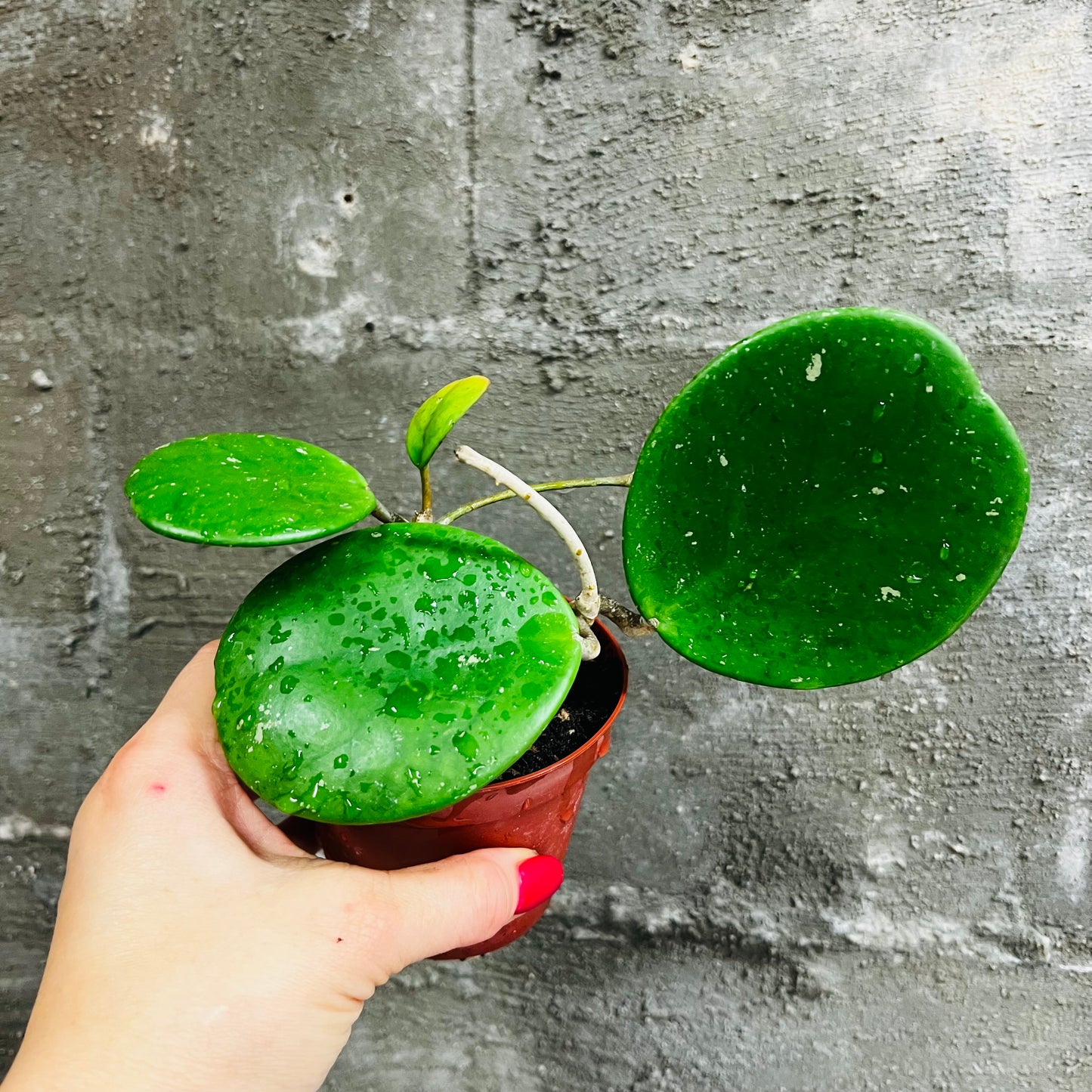 Hoya obovata, 10 cm potte