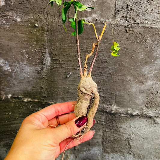 Ipomoea platensis, barroted plante