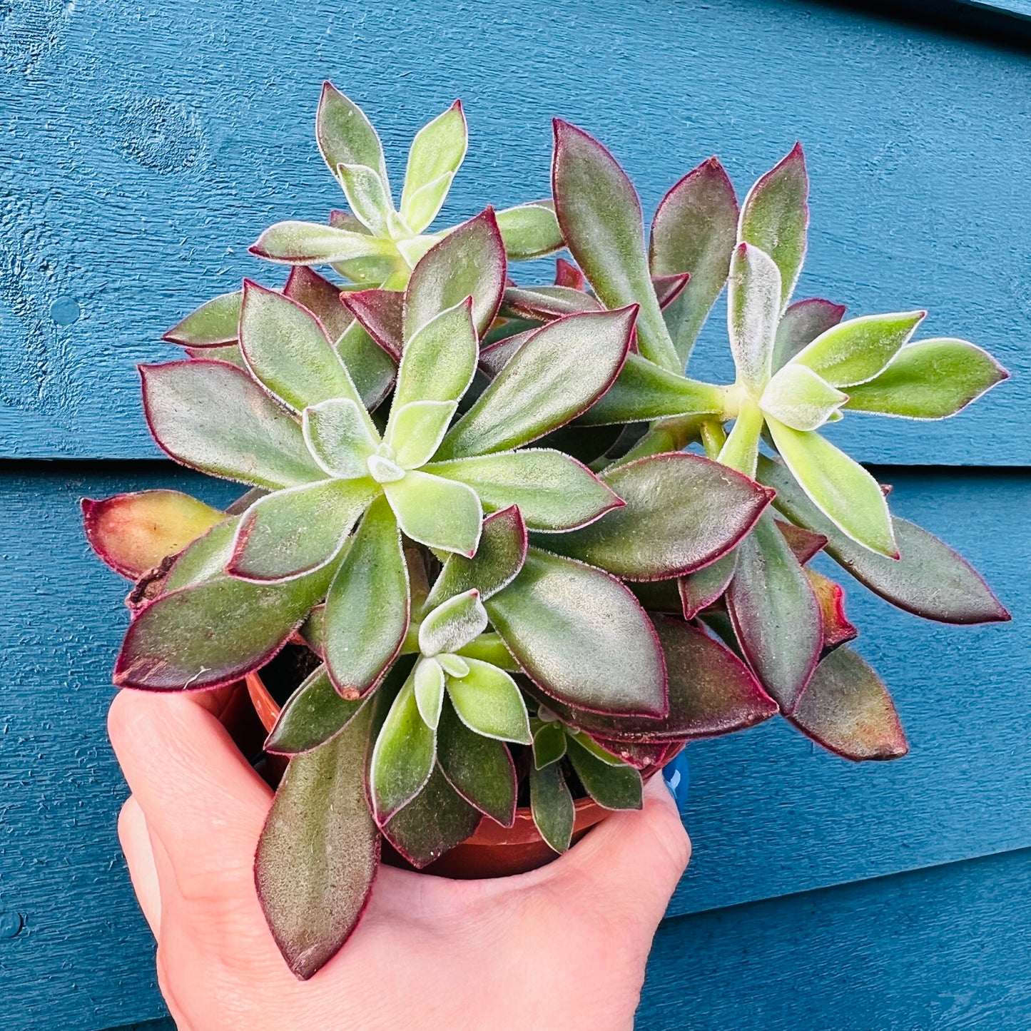 Echeveria hybrid, 10 cm potte