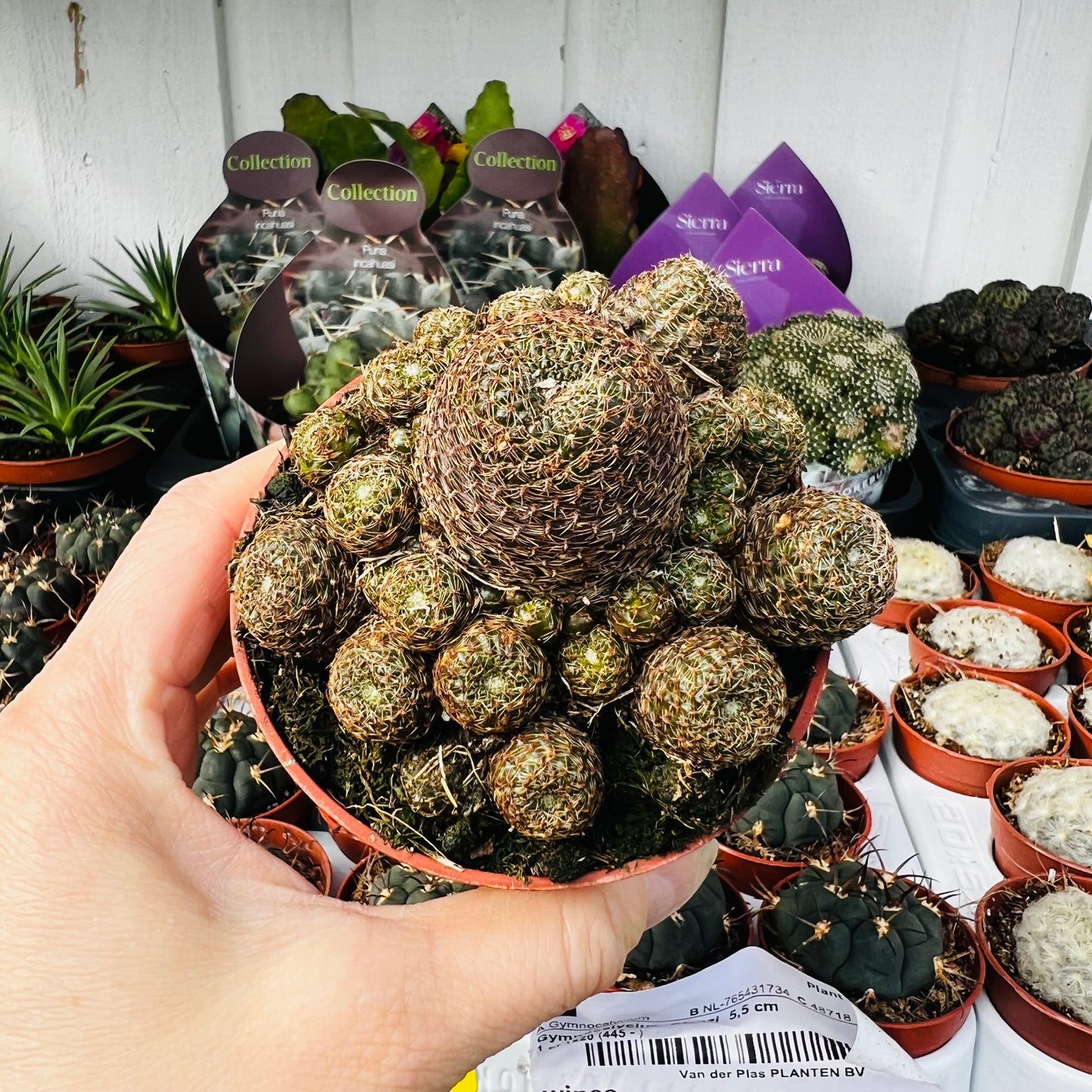 Sulcorebutia miks, 10 cm potte