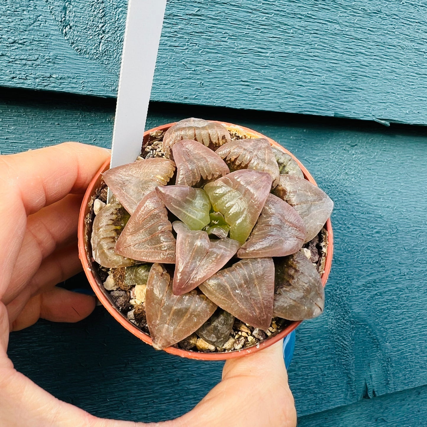 Haworthia sp. 4, 7 cm potte