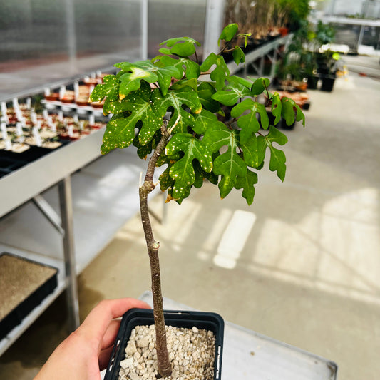 Adenia olaboensis, barroted plante