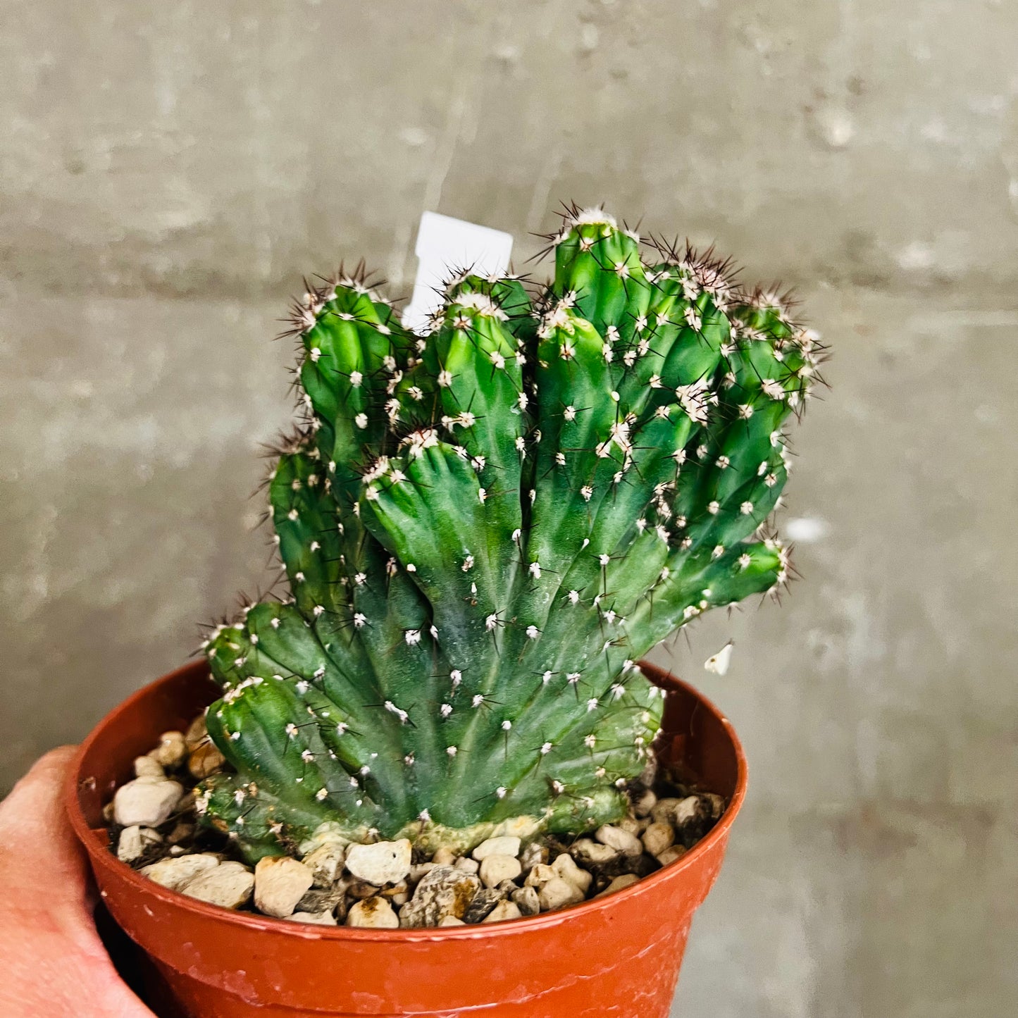 Cereus peruvianus f.cristata, 12 cm potte