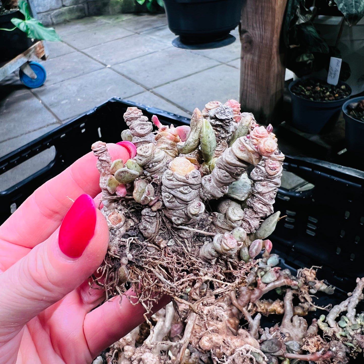 Adromischus sp., barroted plante