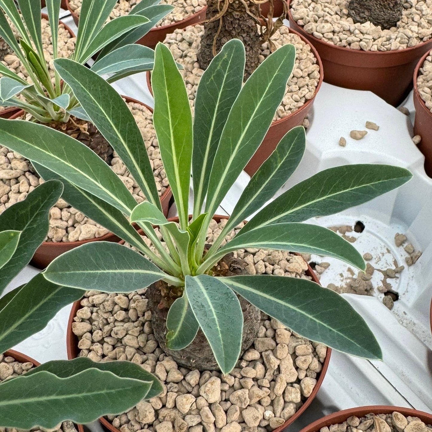 Euphorbia bupleurifolia, 10 cm potte