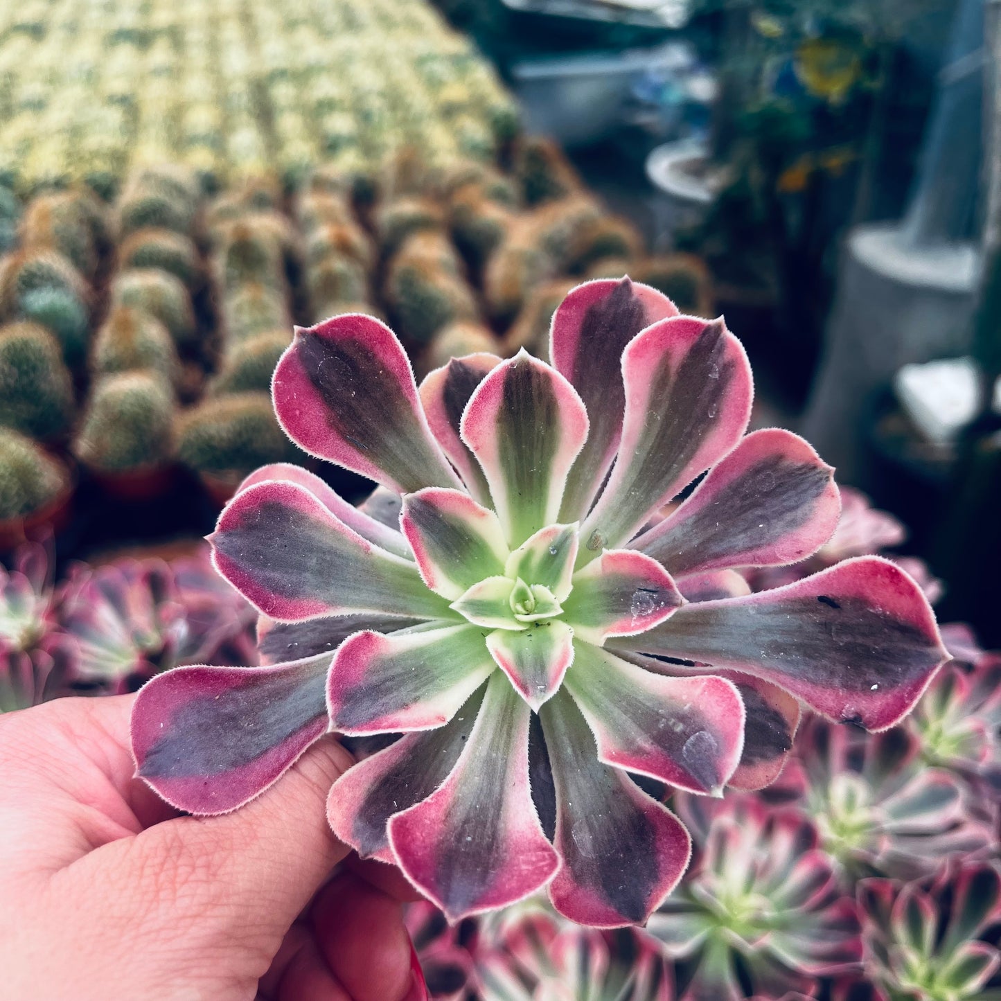 Aeonium Medusa, 6 cm potte