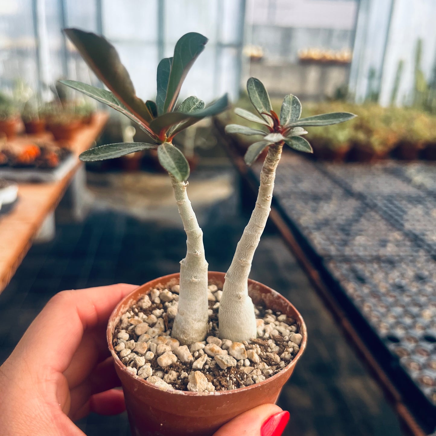 Adenium obesum, 8 cm potte