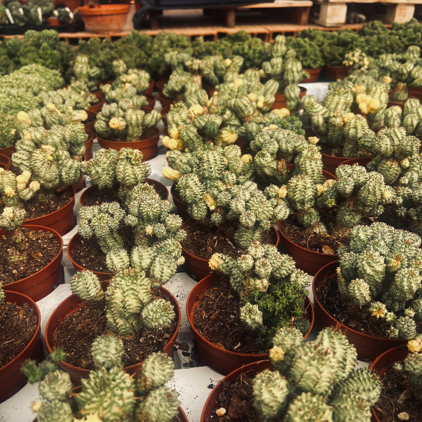 Euphorbia mammilaris f.variegata, 8 cm potte