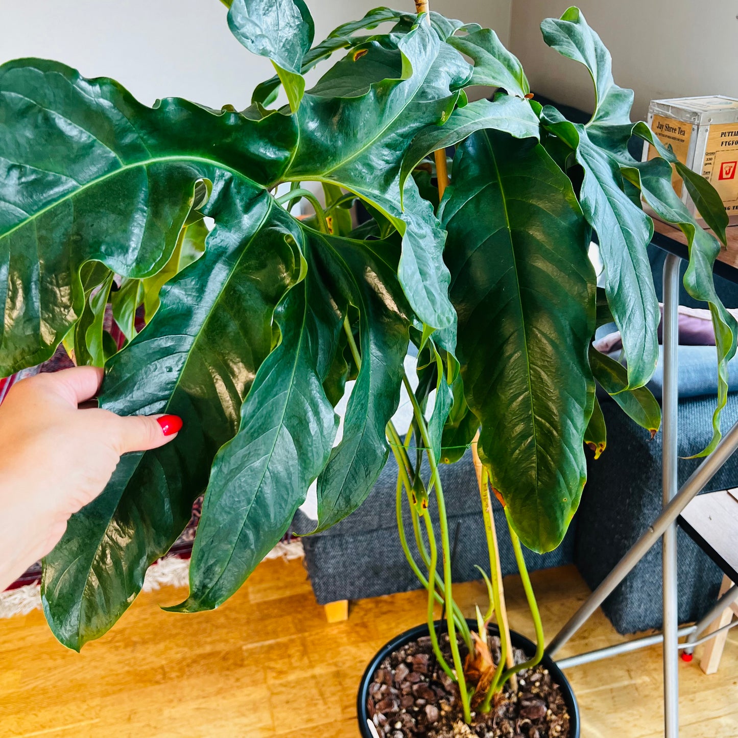 Anthurium pedatum , 32 cm potte