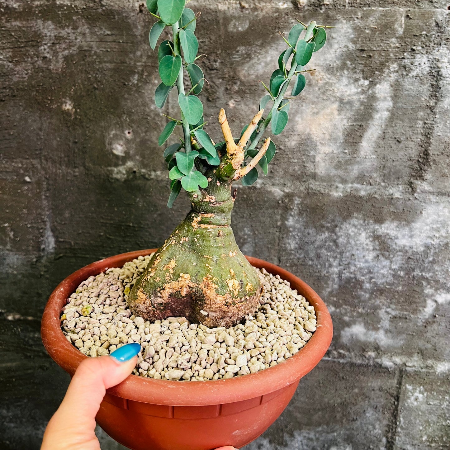 Adenia spinosa