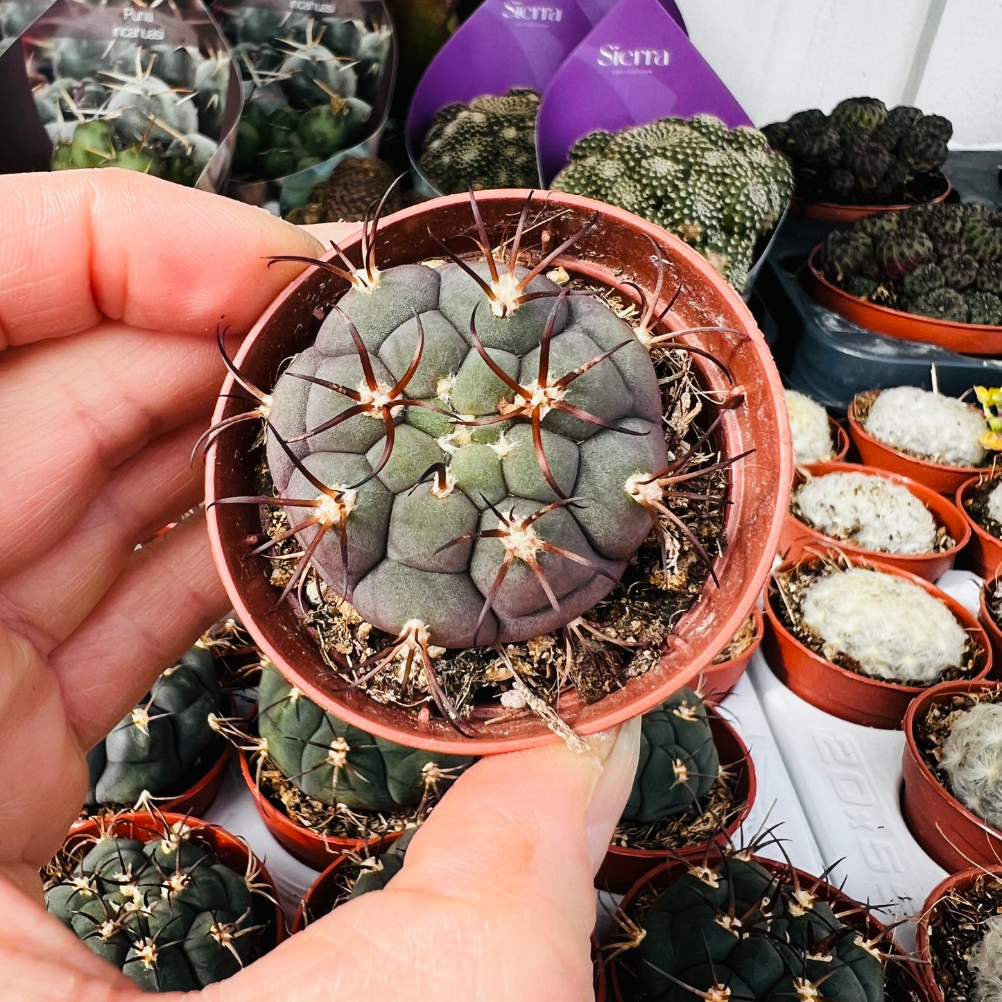 Gymnocalycium pfanzii, 5 cm potte