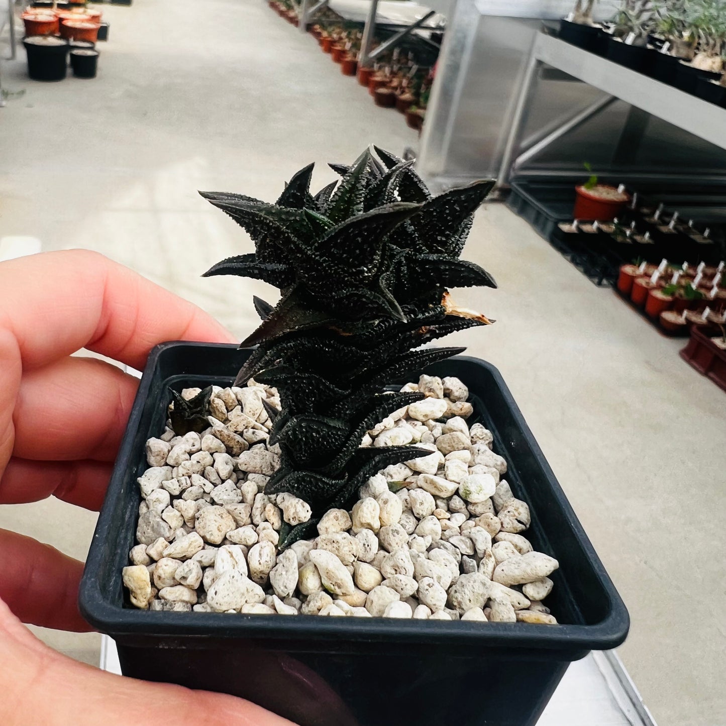 Haworthia nigra, barroted plante