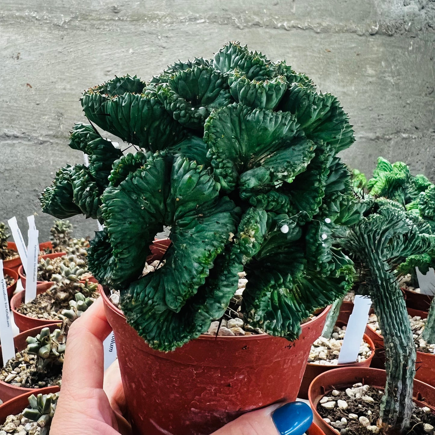 Euphorbia enopla f.cristata, 10 cm potte