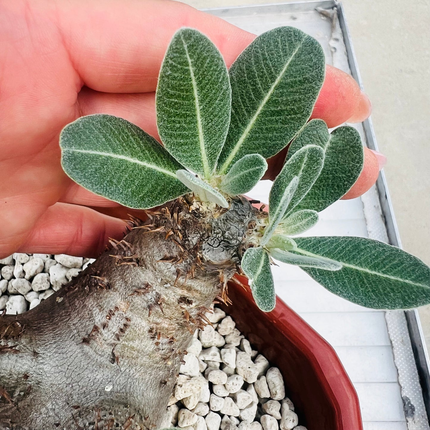 Pachypodium makayense stor, barroted plante