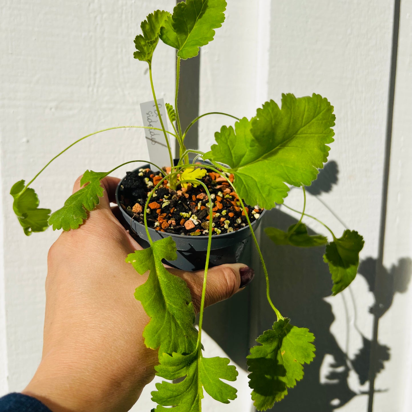 Pelargonium sidoides