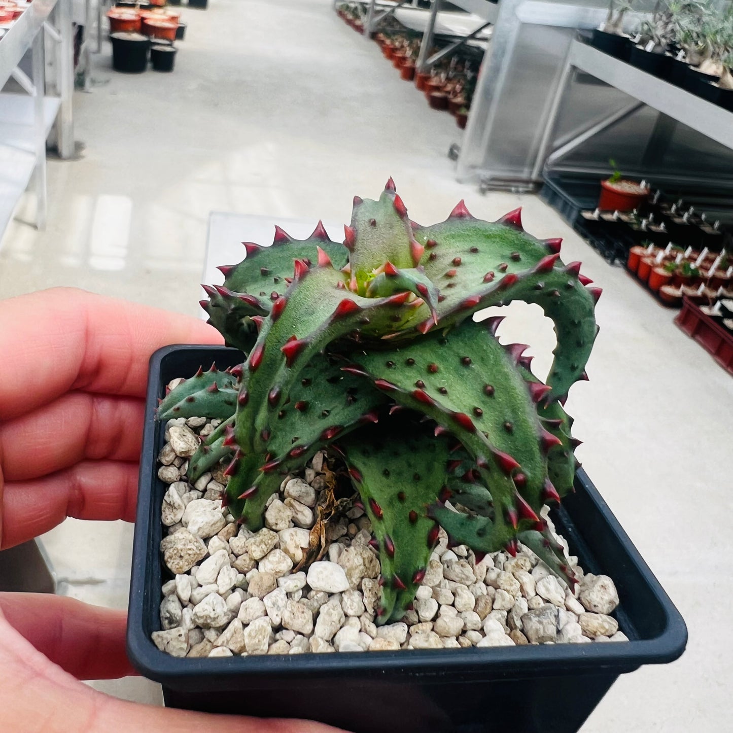 Aloe castilloniae, barroted plante