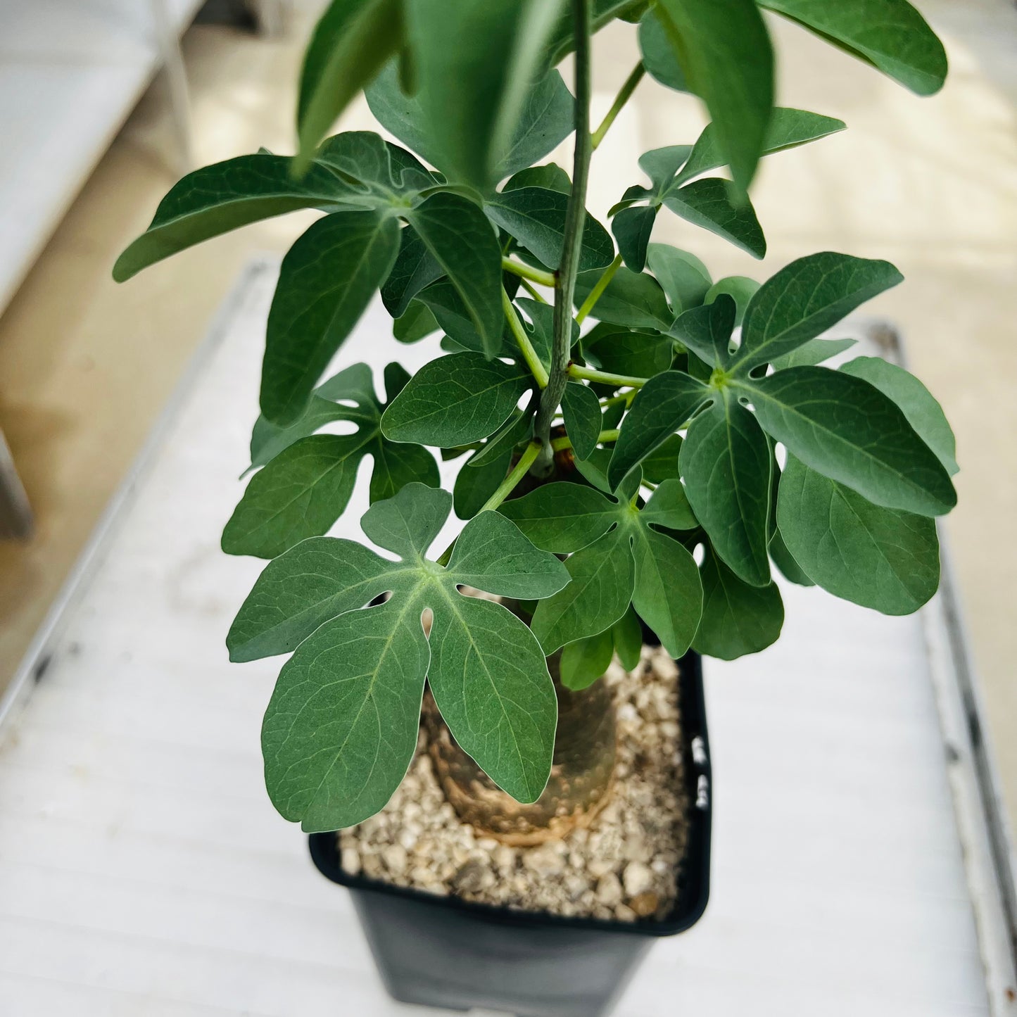 Adenia glauca liten, barroted plante