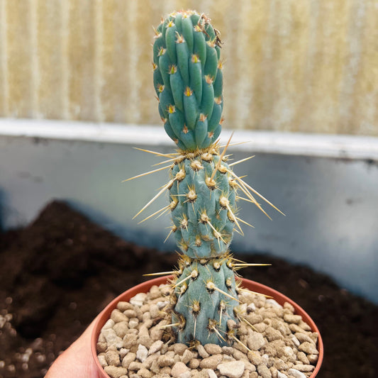 Miqueliopuntia miquelii Blue, 10 cm potte