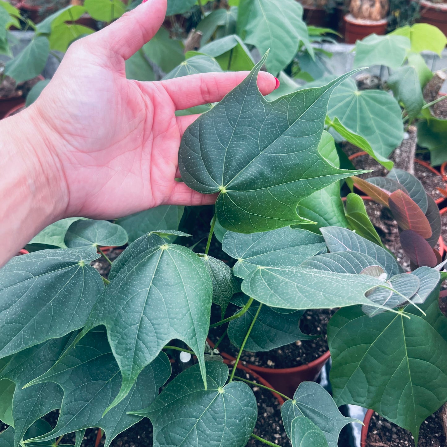 Sterculia colorata, 15 cm potte