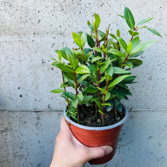 Laurus nobilis, 14 cm potte