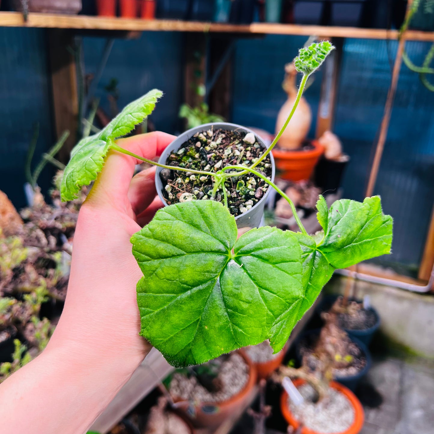 Pelargonium lobatum, 6 cm potte