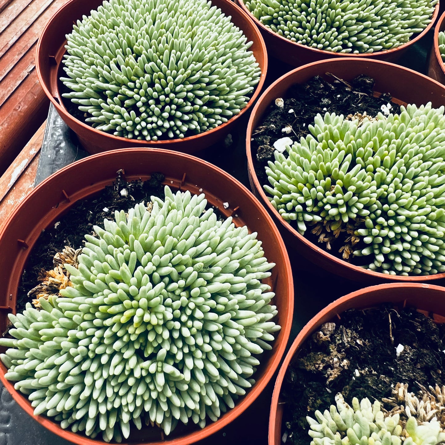 Delosperma sphalmanthoides, 3 cm potte