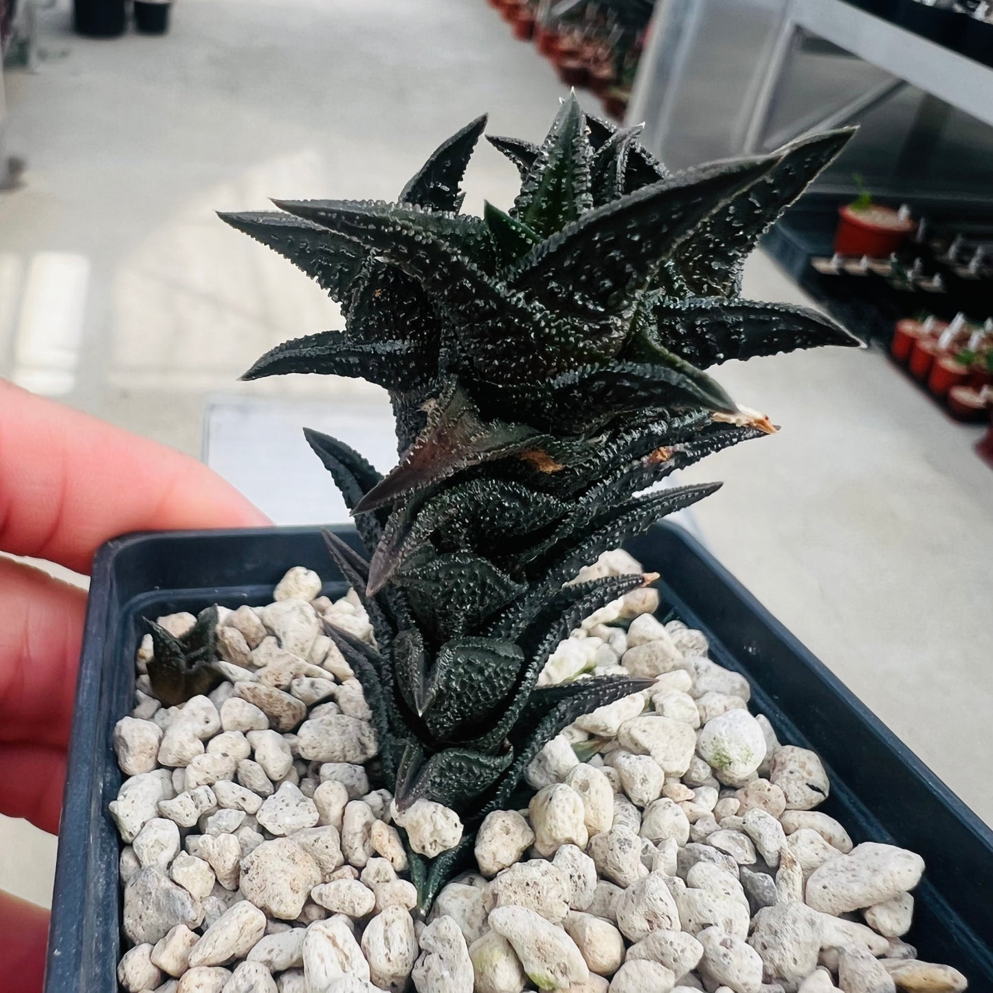 Haworthia nigra, barroted plante