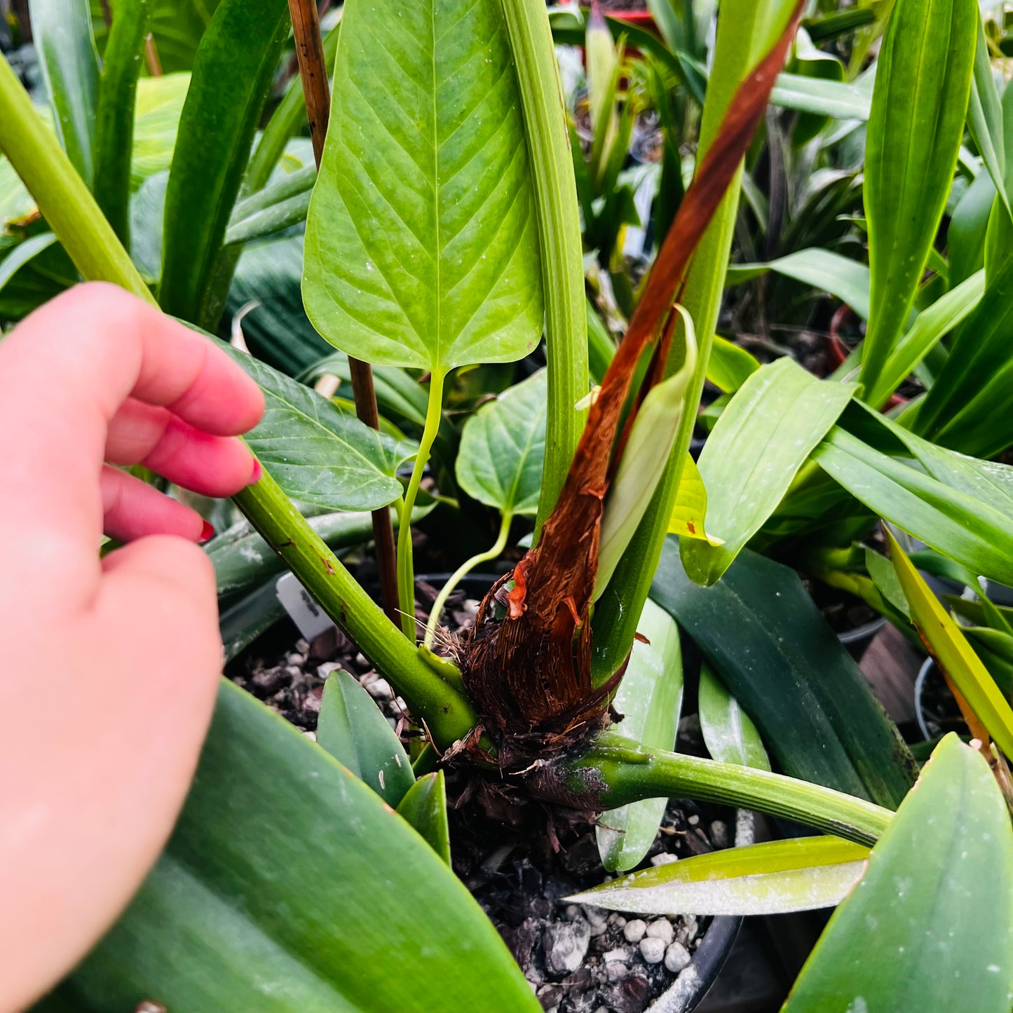 Anthurium insigne gigante, 22 cm potte