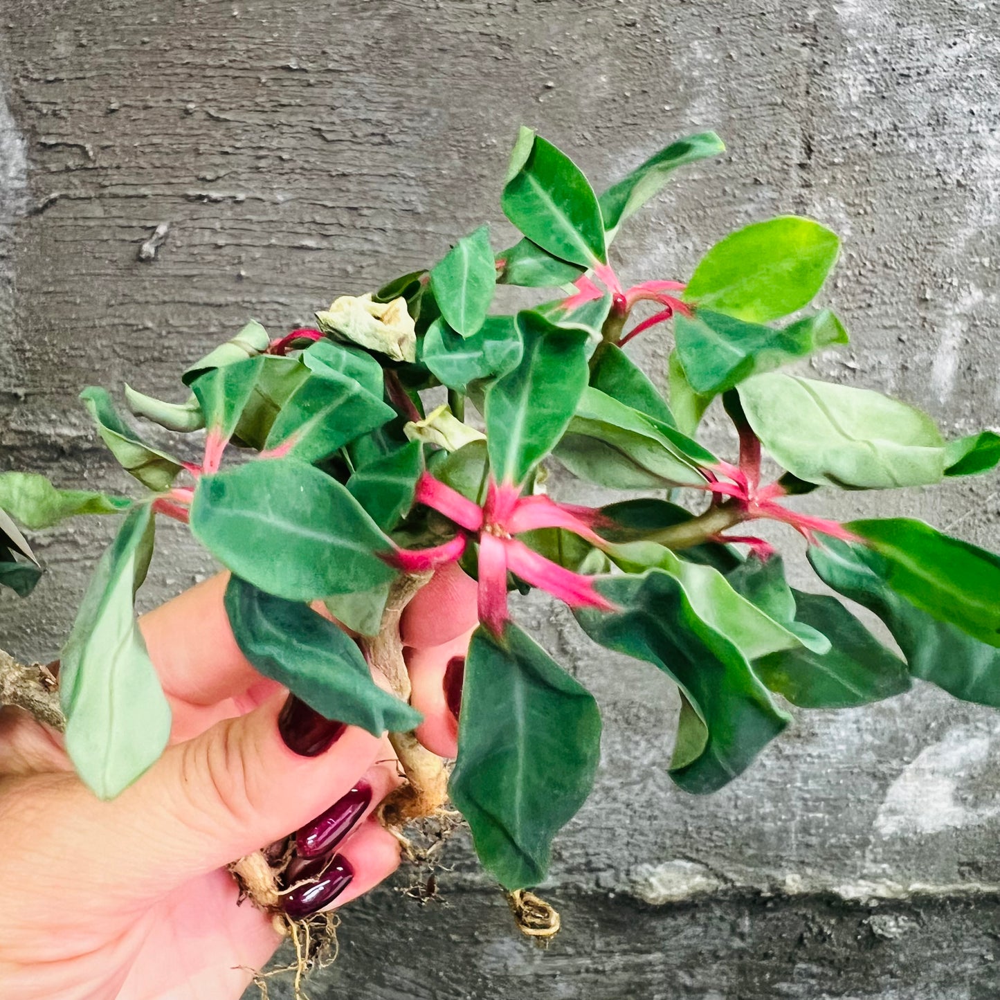 Euphorbia bongolavensis, barroted plante