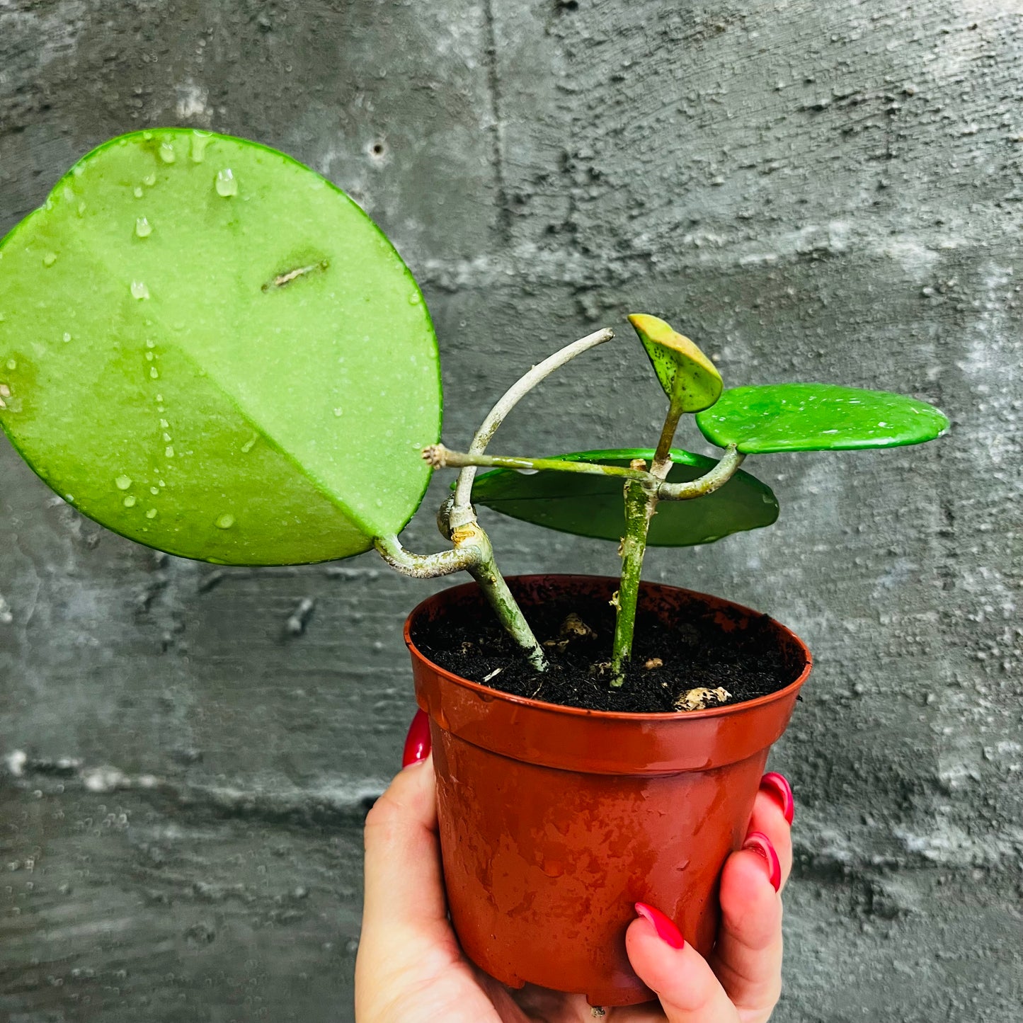 Hoya obovata, 10 cm potte