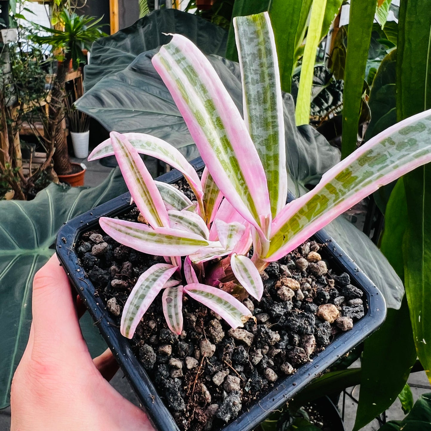 Ledebouria socialis f.variegata, 8 cm potte