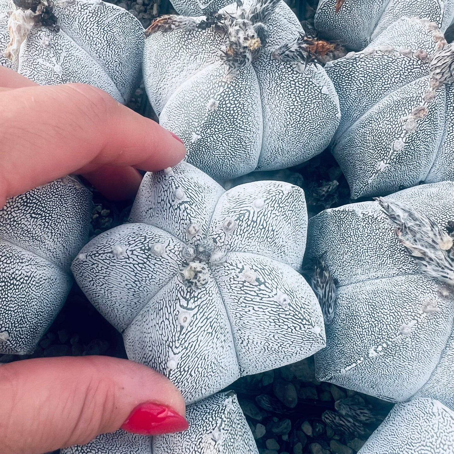 Astrophytum myriostigma Onzuka, 7 cm potte