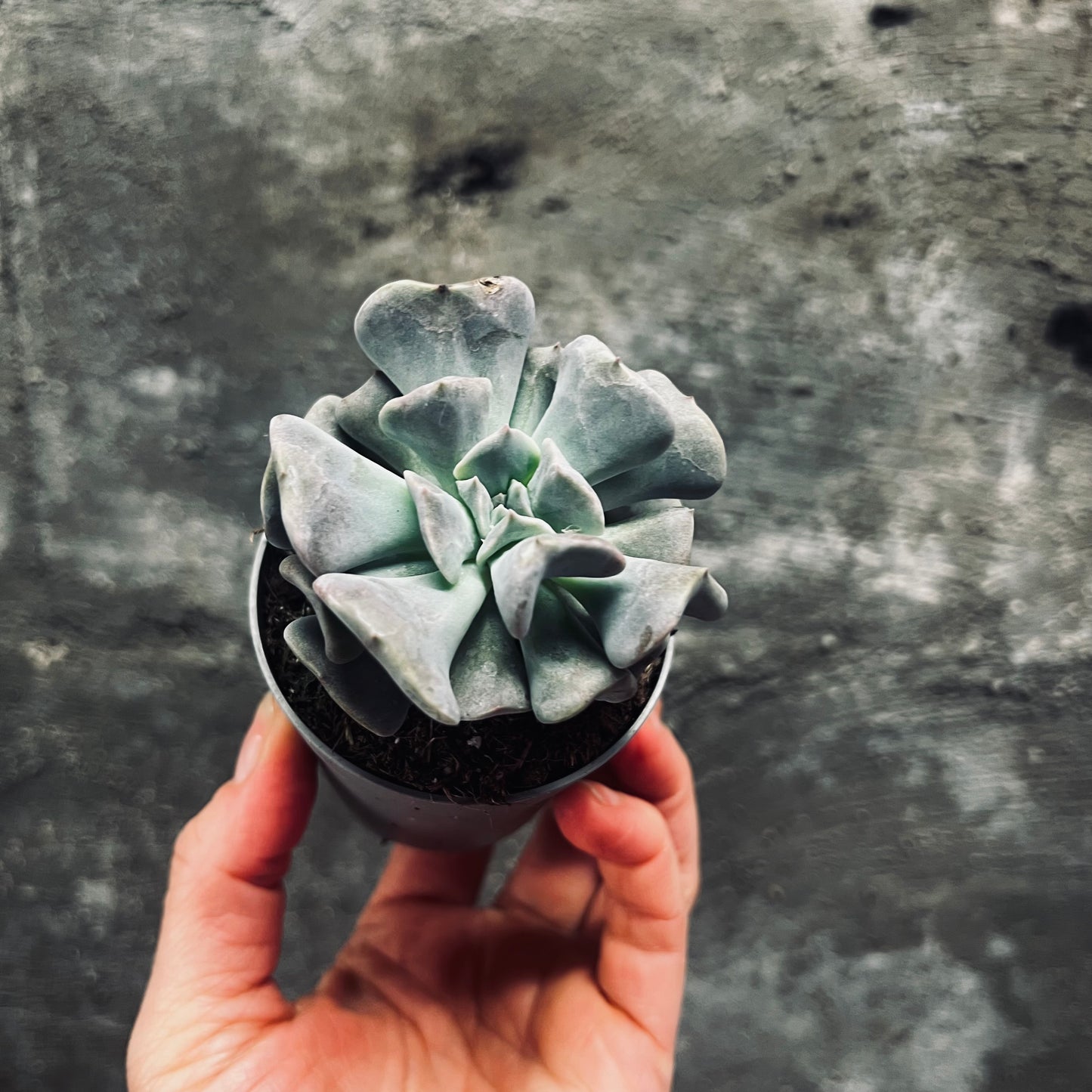 Echeveria Cubic Frost, 6 cm potte