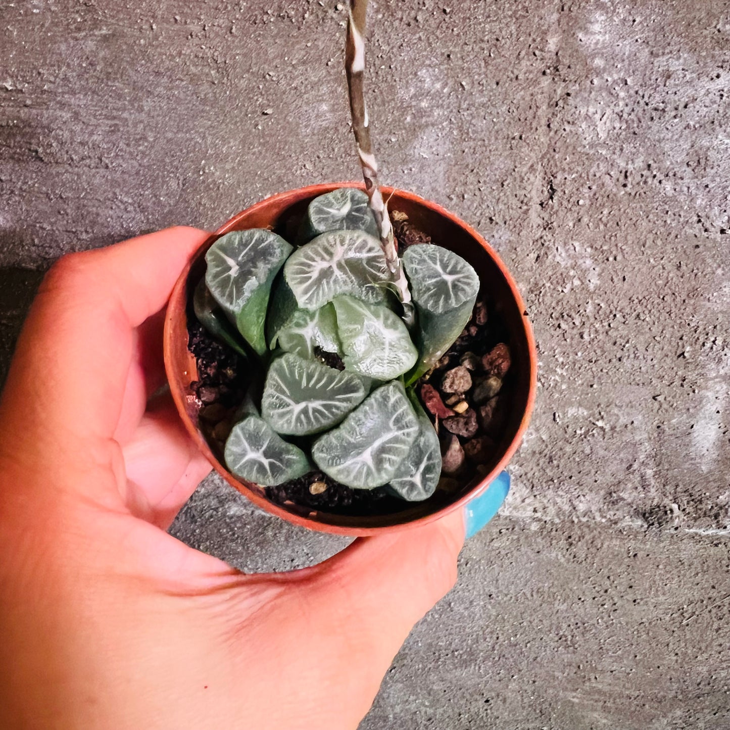 Haworthia sp. 6, 7 cm potte