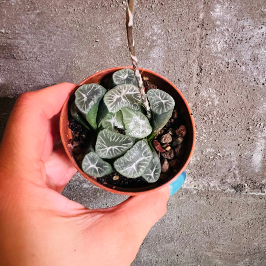 Haworthia sp. 6, 7 cm potte