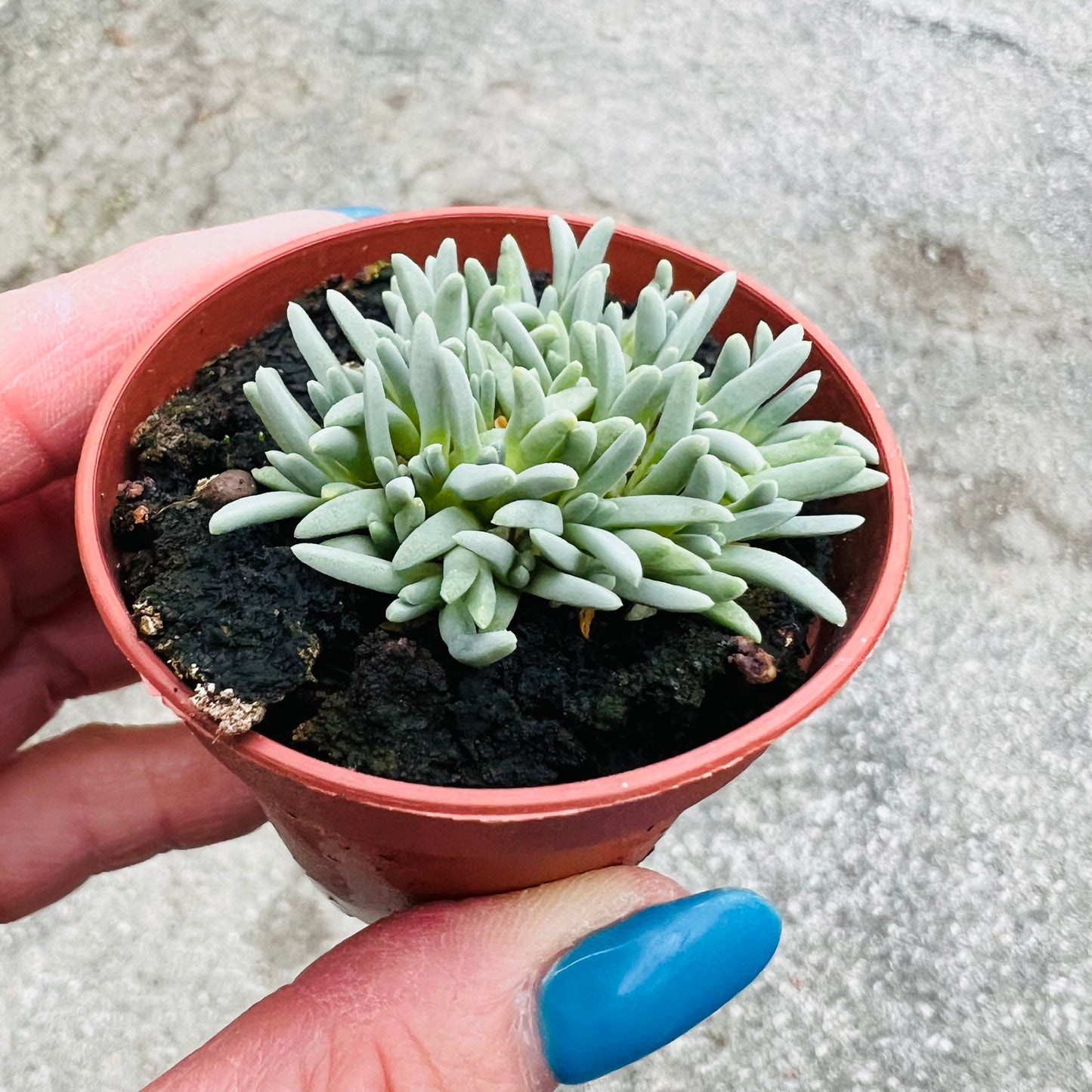 Delosperma sphalmanthoides, 3 cm potte