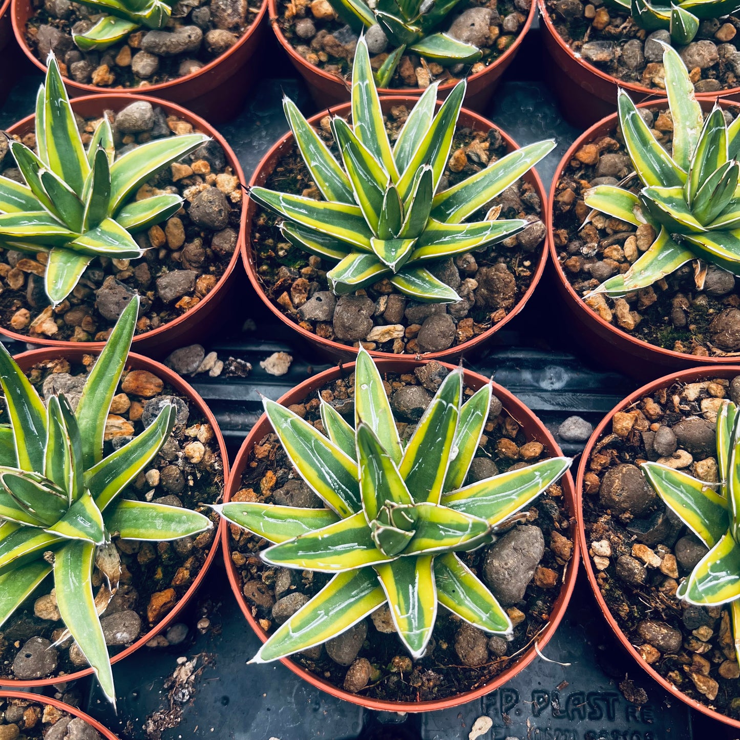 Agave victoria-reginae Kazobana, 8 cm potte