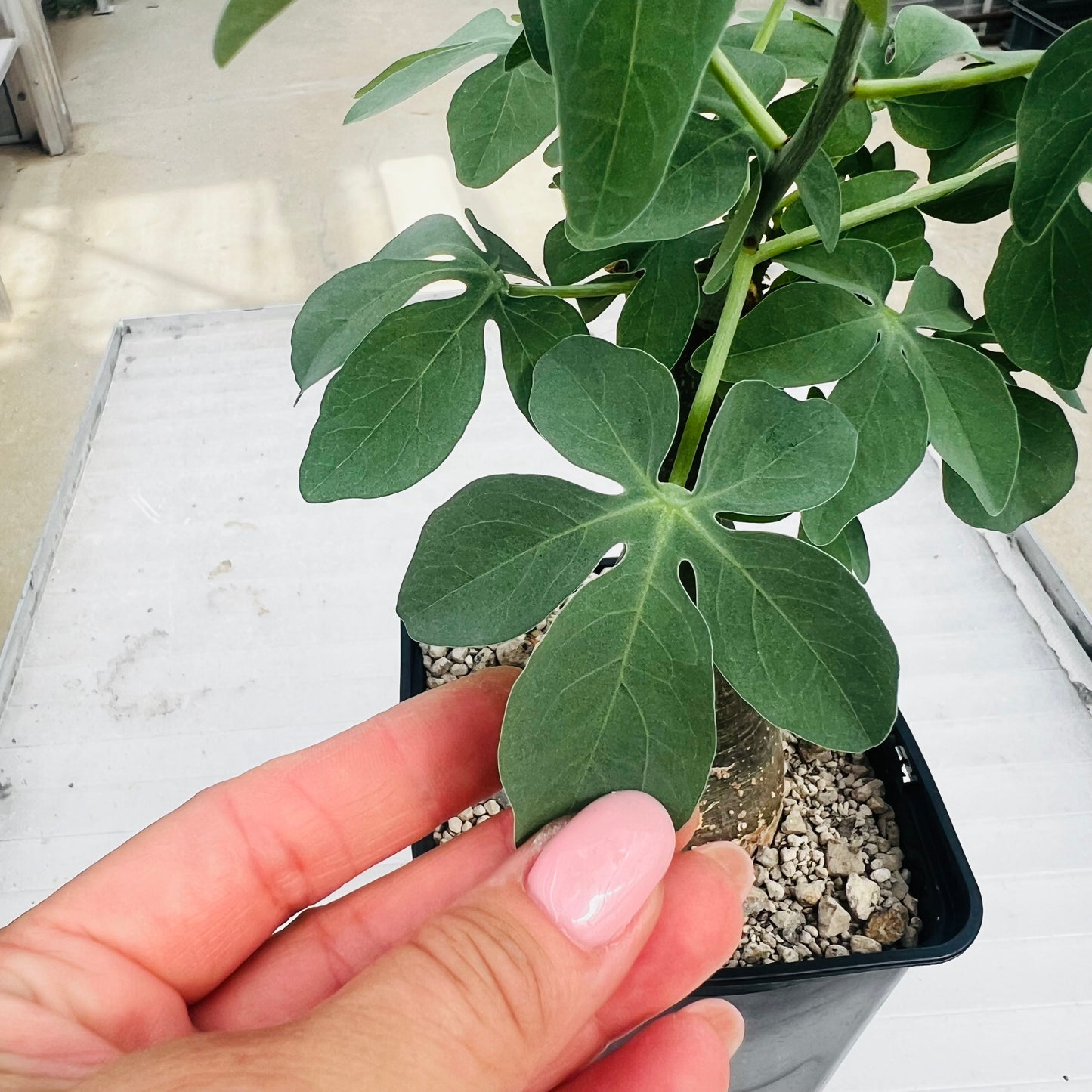 Adenia glauca liten, barroted plante