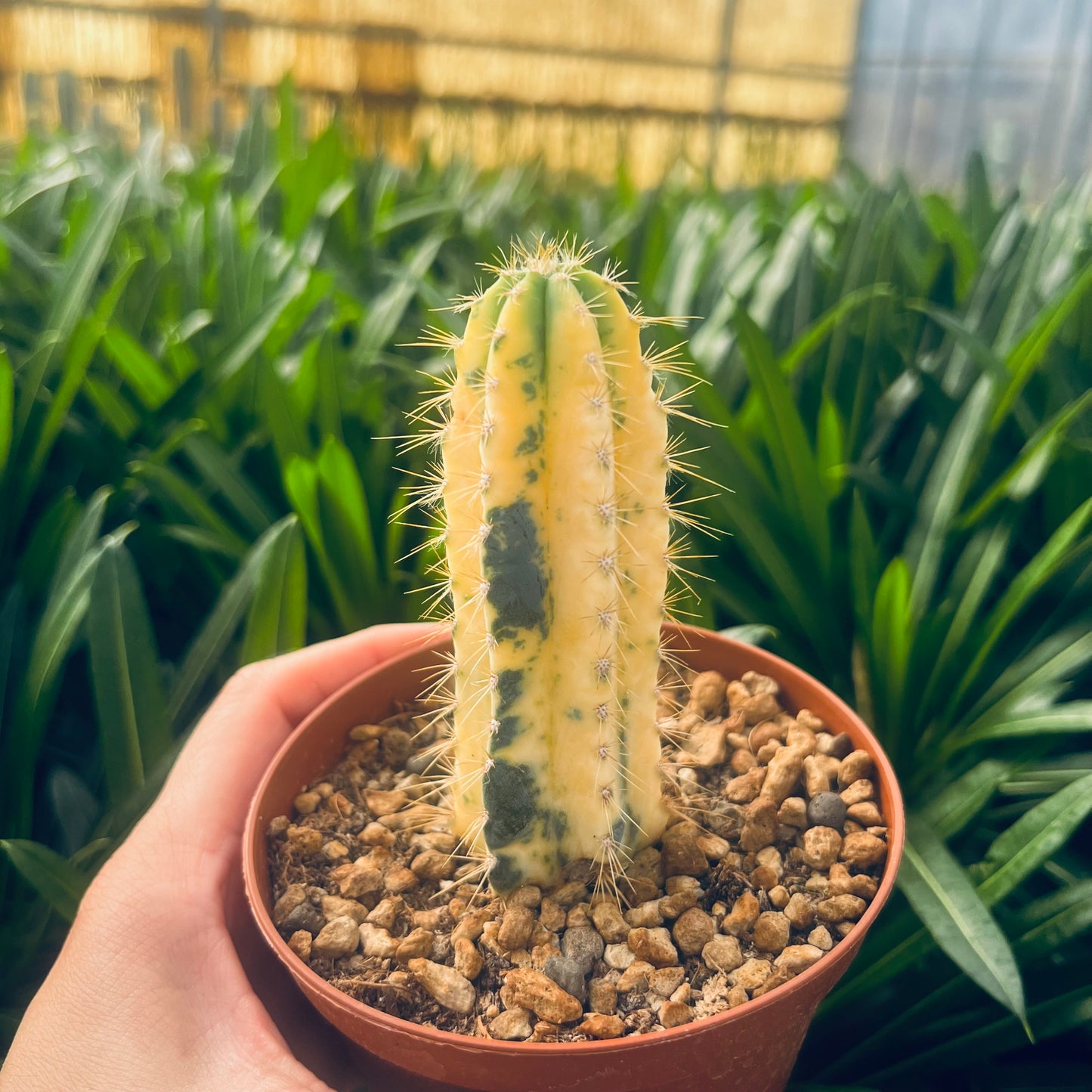 Cereus azureus f.variegata, 8 cm potte